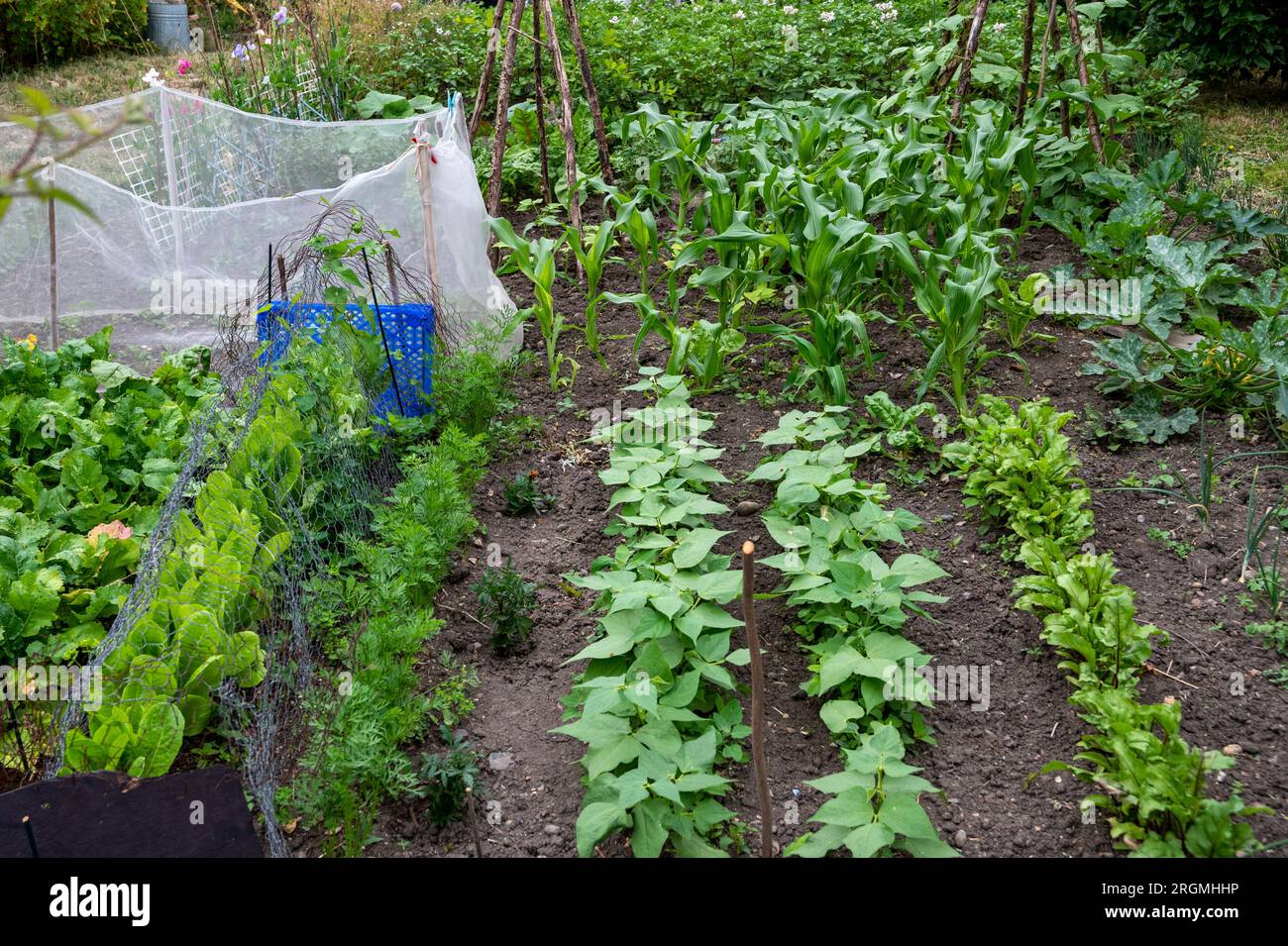 Jardin d'allotissement en juin avec des rangées soignées de betteraves, haricots nains, laitue, maïs sucré et carottes protégées par un filet à mouches de carottes. Banque D'Images