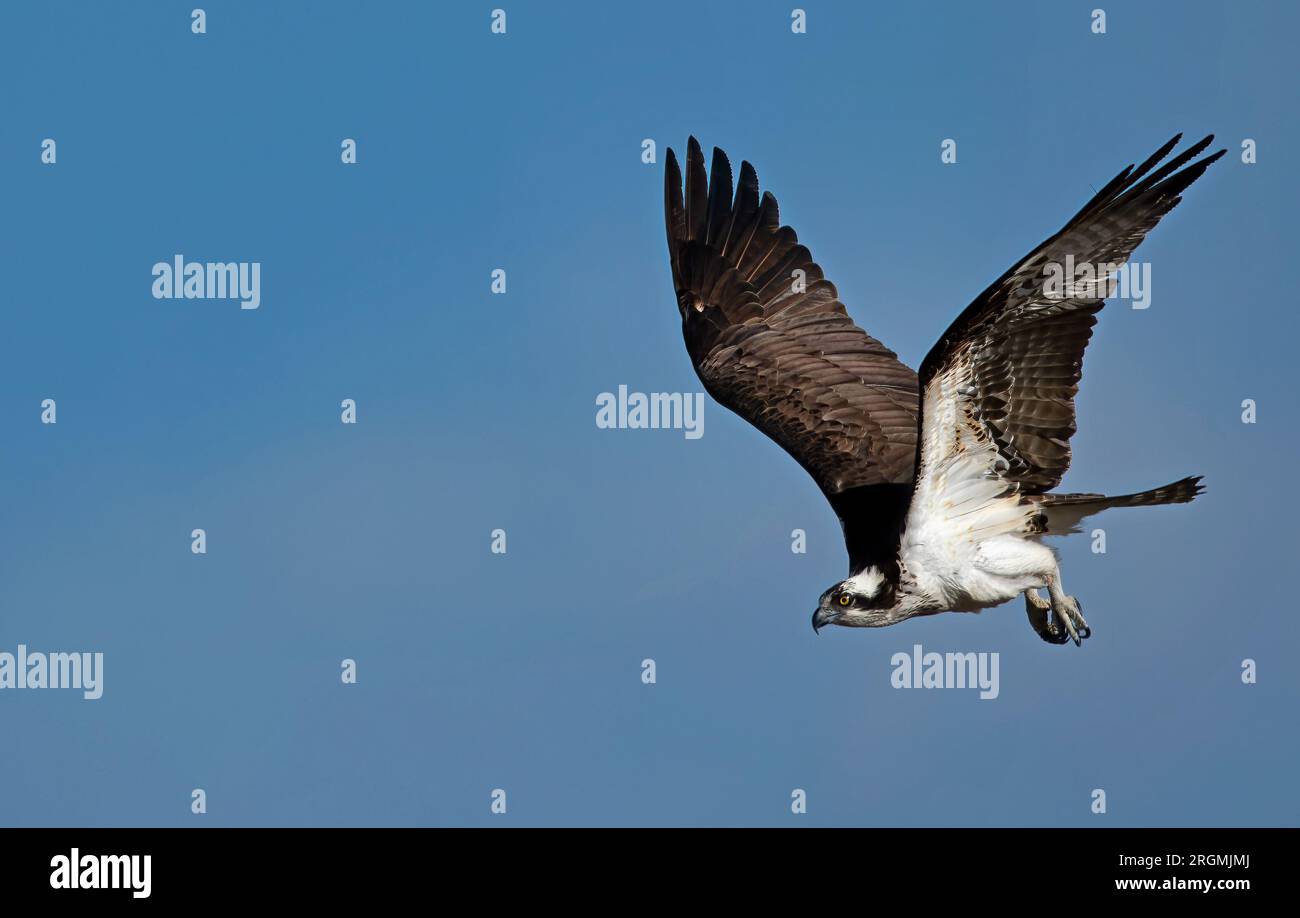 Un Osprey vole à la recherche de proies Banque D'Images