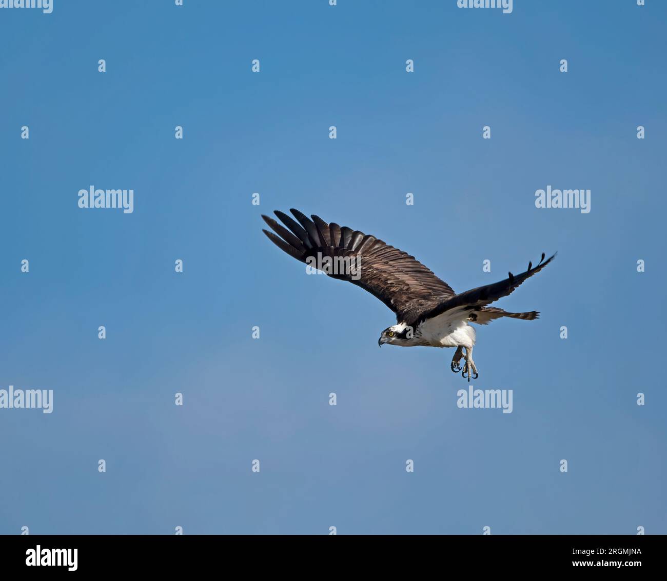 Un seul Osprey volant avec des ailes déployées Banque D'Images