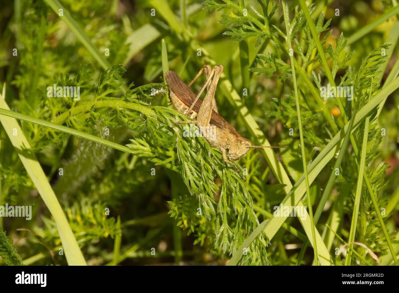 Sauterelle sur plante verte Banque D'Images