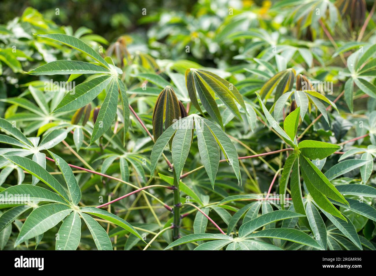 Plantation de manioc, culture du tapioca dans le champ - Manihot esculenta Banque D'Images