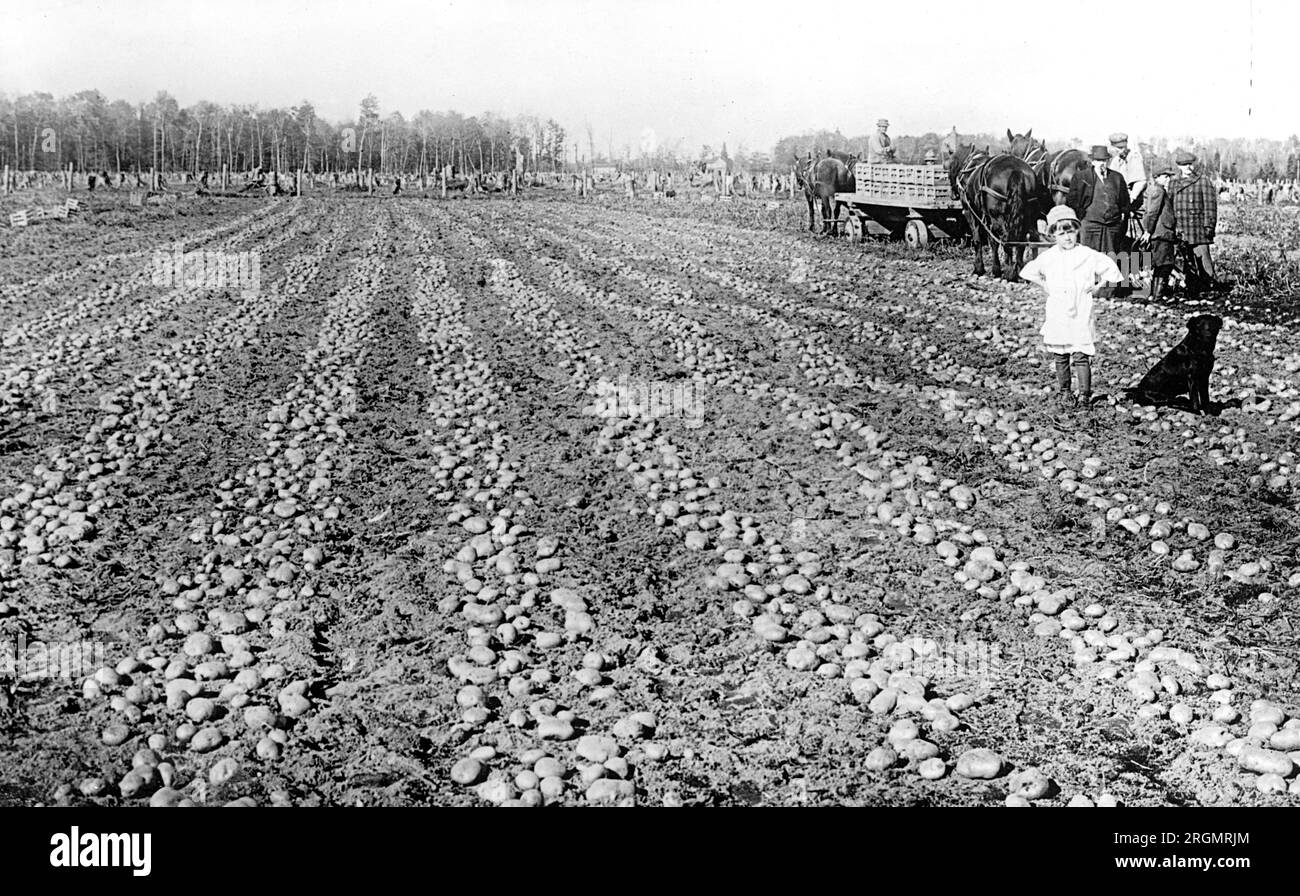 Un petit enfant et un chien dans un champ de pommes de terre ca. 1916-1917 Banque D'Images Un petit enfant et un chien dans un champ de pommes de terre ca. 1916-1917 Banque D'Images