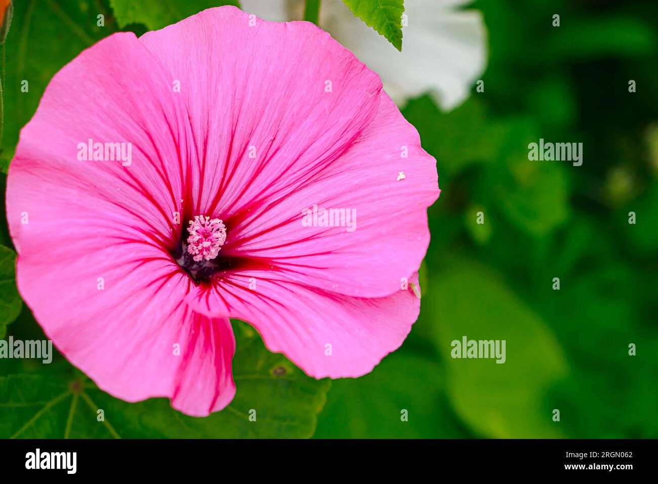 Belle fleur rose Lavatera rose mauve ou Lavatera trimestris. Cultiver des fleurs dans le jardin de la maison. Fond naturel d'été. Banque D'Images