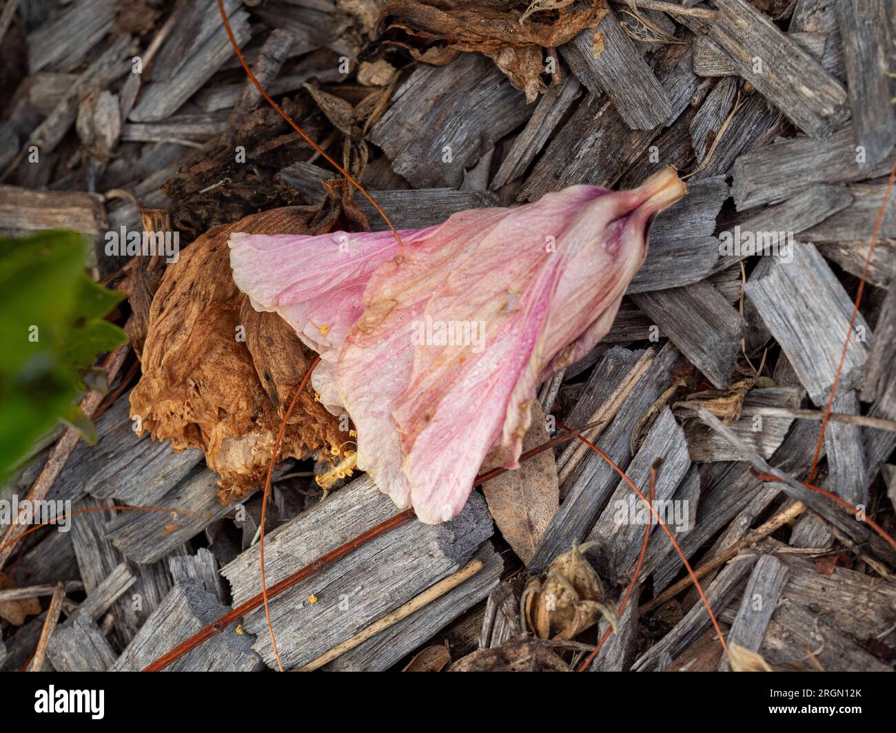 Les fleurs roses d'hibiscus sont tombées sur le lit du jardin, se rattrapage, pourrissent et meurent, devenant brunes, se décomposant Banque D'Images