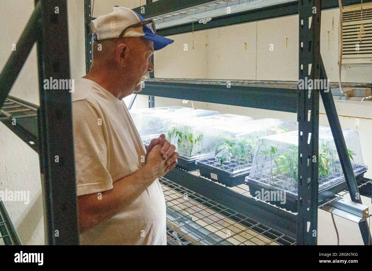 Reportage : visite du NRCS à la ferme de chanvre biologique de Papa G dans le comté de Crawford, IN (juin 2022) - Jeff Garland vérifie des plants de chanvre bébé dans la salle de multiplication de la ferme de chanvre biologique de Papa G dans le comté de Crawford, LE 23 juin 2022. Banque D'Images