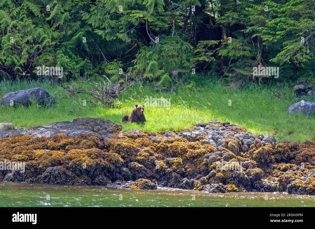 Grizzli dans le monument national Misty Fjords Banque D'Images