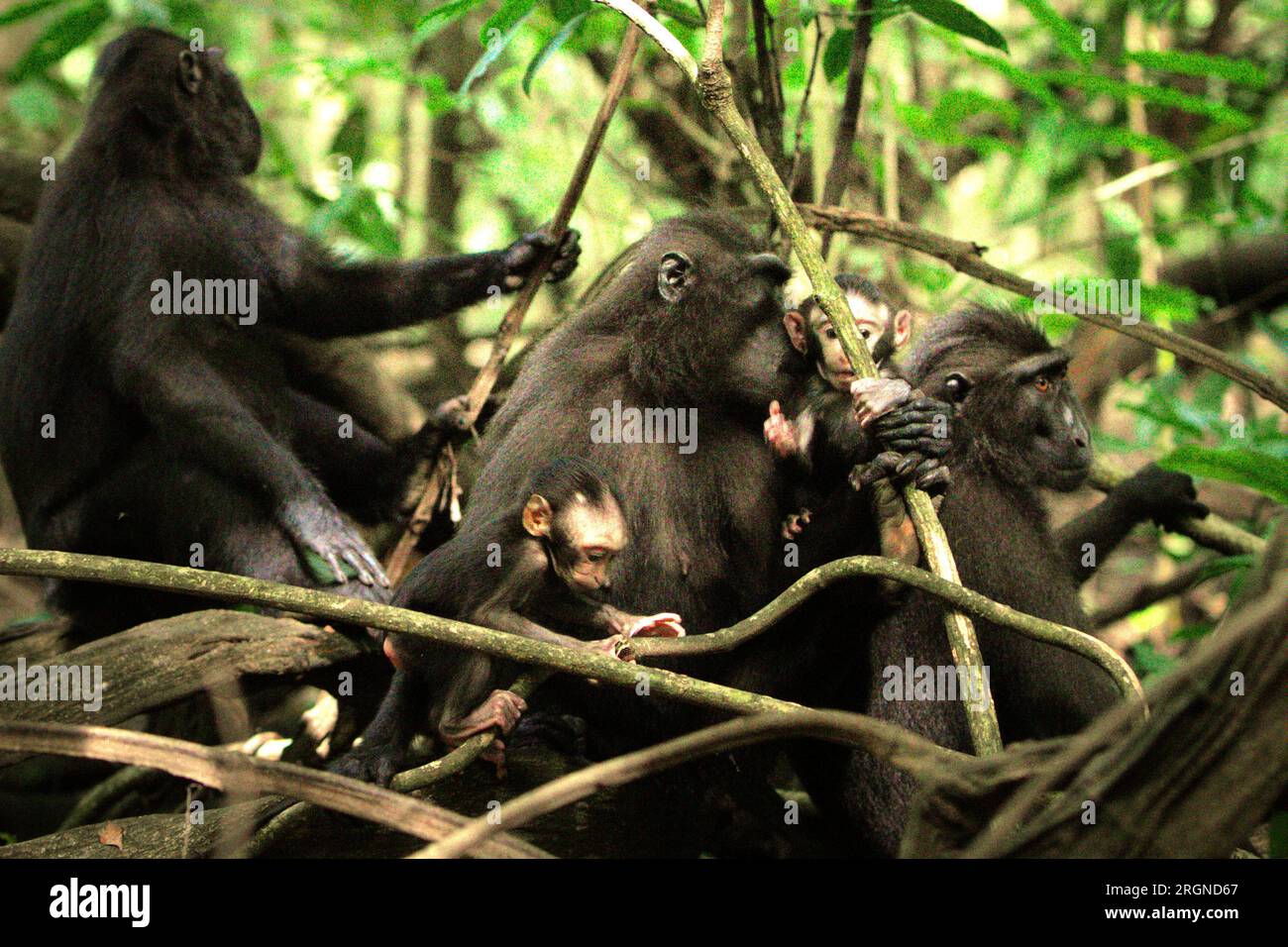 Un groupe de macaques à crête noire de Sulawesi (Macaca nigra) prend soin de leurs nourrissons pendant la période de sevrage dans leur habitat naturel, la forêt tropicale de plaine dans la réserve naturelle de Tangkoko, Sulawesi du Nord, en Indonésie. Un rapport récent d'une équipe de scientifiques dirigée par Marine Joly a révélé que la température augmente dans la forêt de Tangkoko et que l'abondance globale des fruits a diminué. « Entre 2012 et 2020, les températures ont augmenté jusqu’à 0,2 degrés Celsius par an dans la forêt, et l’abondance globale des fruits a diminué de 1 pour cent par an », ont-ils écrit dans International Journal of Primatology. Banque D'Images