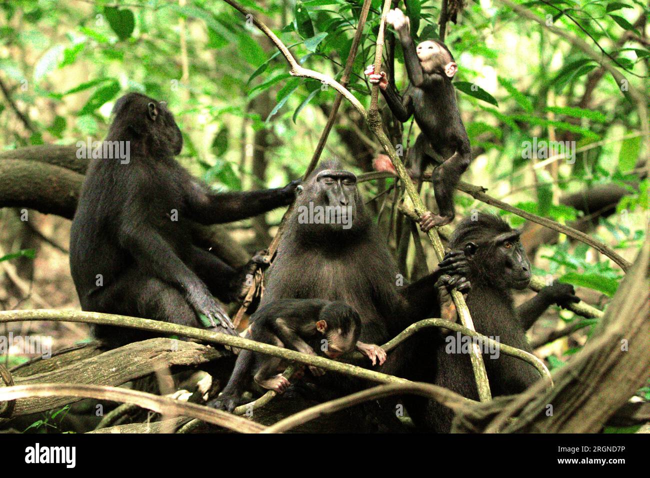 Un groupe de macaques à crête noire de Sulawesi (Macaca nigra) prend soin de leurs nourrissons pendant la période de sevrage dans leur habitat naturel, la forêt tropicale de plaine dans la réserve naturelle de Tangkoko, Sulawesi du Nord, en Indonésie. Un rapport récent d'une équipe de scientifiques dirigée par Marine Joly a révélé que la température augmente dans la forêt de Tangkoko et que l'abondance globale des fruits a diminué. « Entre 2012 et 2020, les températures ont augmenté jusqu’à 0,2 degrés Celsius par an dans la forêt, et l’abondance globale des fruits a diminué de 1 pour cent par an », ont-ils écrit dans International Journal of Primatology. Banque D'Images