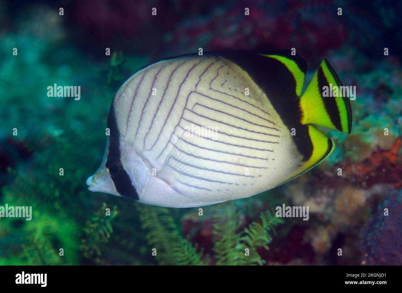 Vagabond Butterflyfish, Chaetodon vagabundus, site de plongée Baleh Slope, île Gili Mota, entre les îles Rinca et Flores, parc national de Komodo, Indones Banque D'Images