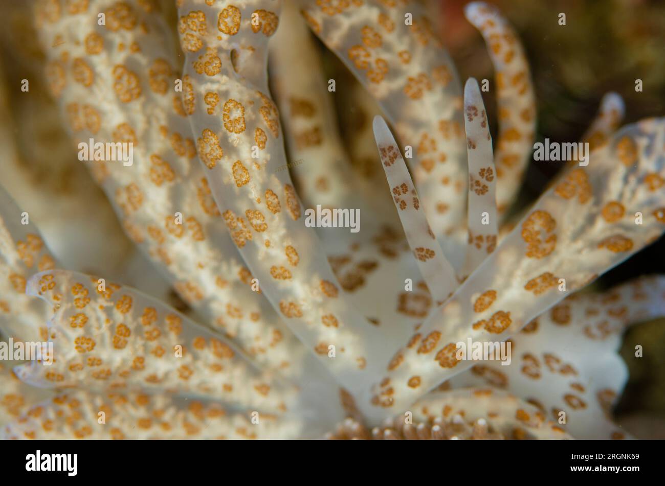 Phyllodesmium nudibranche à cirri long, Phyllodesmium longicirrum, avec cerata avec conduits de glande digestive reliés aux zooxanthelles, site de plongée Boulders Banque D'Images