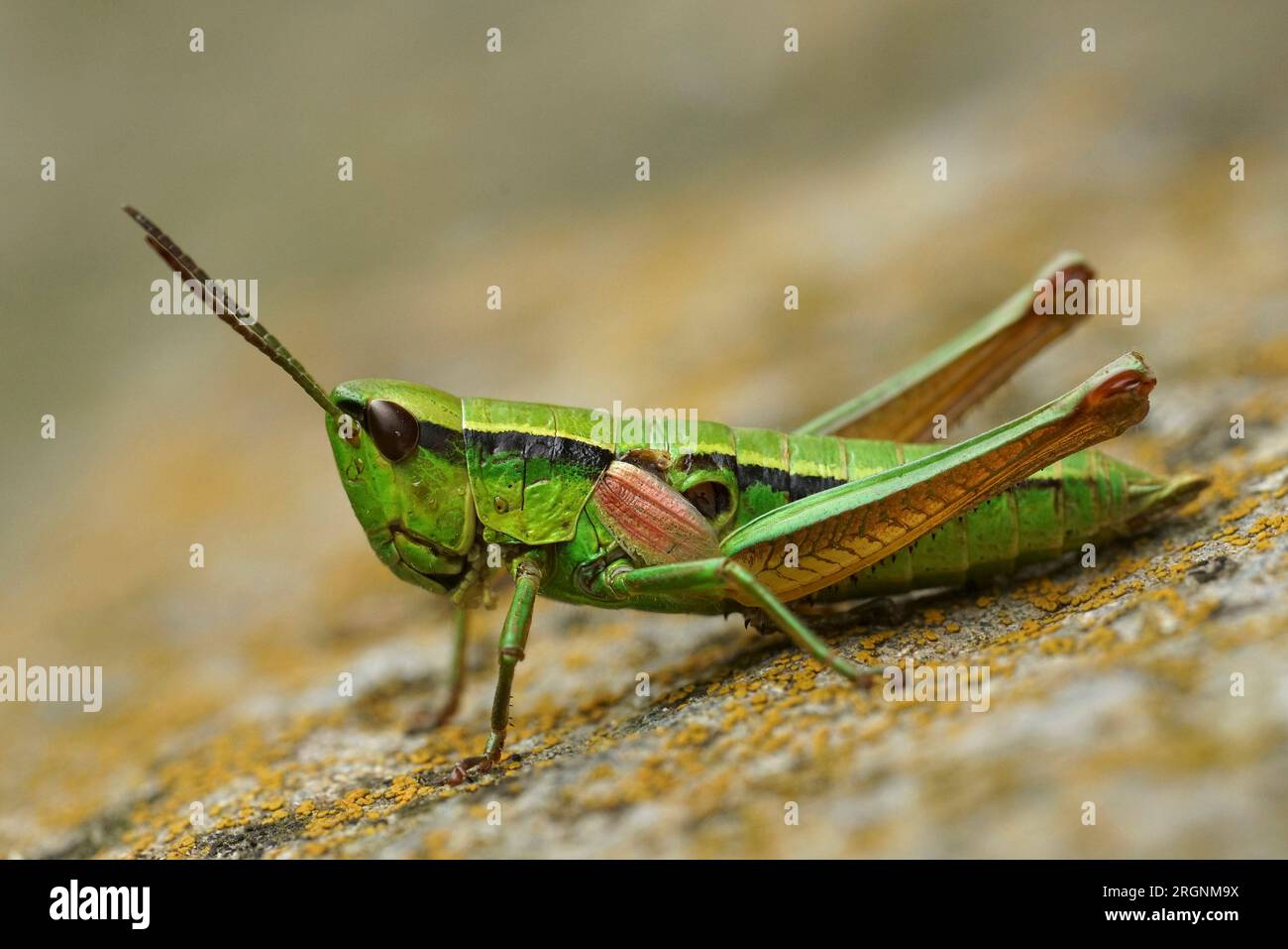 Gros plan naturel détaillé sur un petit Grasshopper vert coloré, Euthystira brachyptera dans les alpes autrichiennes Banque D'Images
