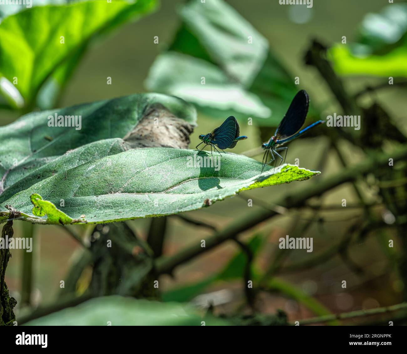 Spécimens de Calopteryx splendens, libellule resplendissante commune ou bleue, reposant sur une feuille au soleil. Abruzzes, Italie, Europe Banque D'Images