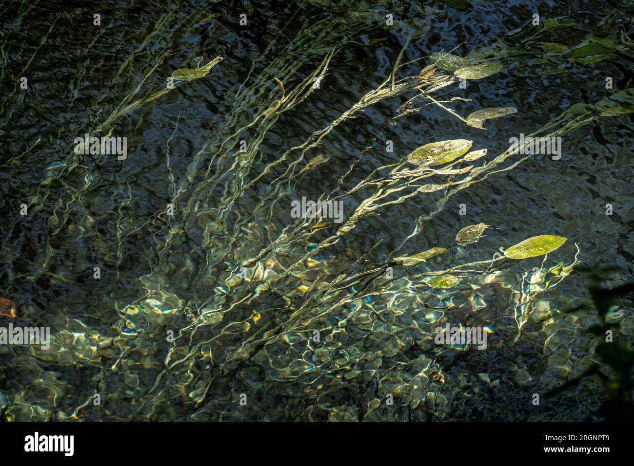 Les plantes aquatiques déplacées par le courant forment des dessins abstraits. Abruzzes, Italie, Europe Banque D'Images