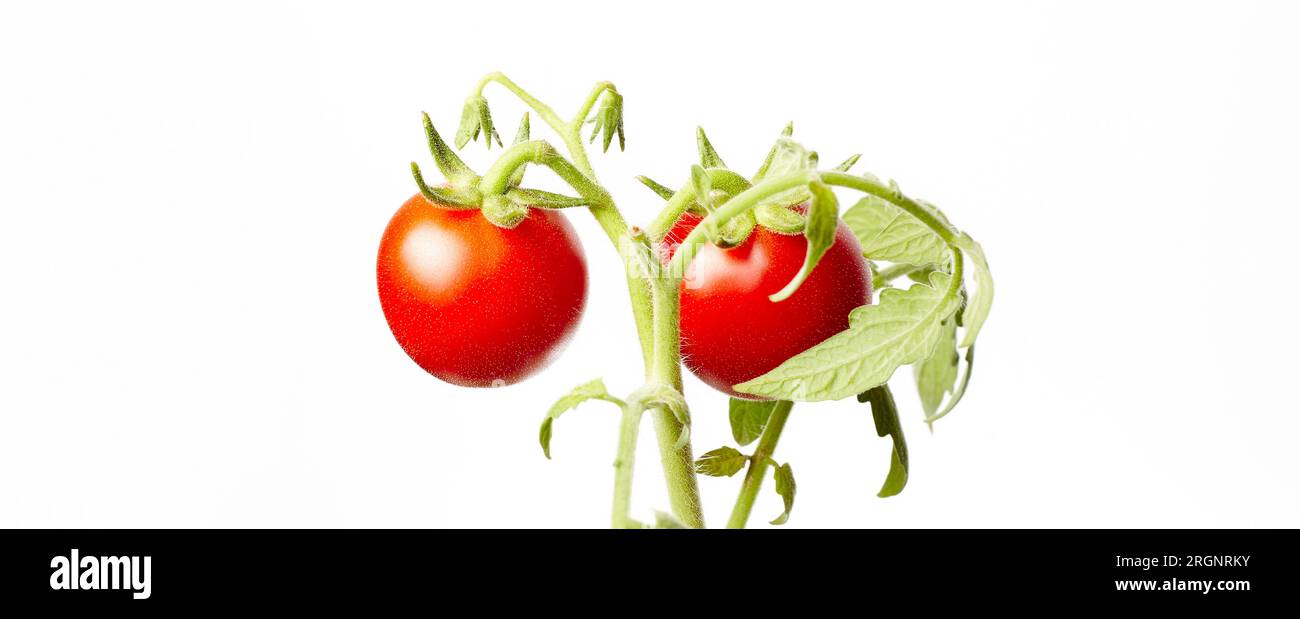 Plante de tomate isolée sur fond blanc. Semis vert de tomates rouges mûres fraîches, gros plan Banque D'Images