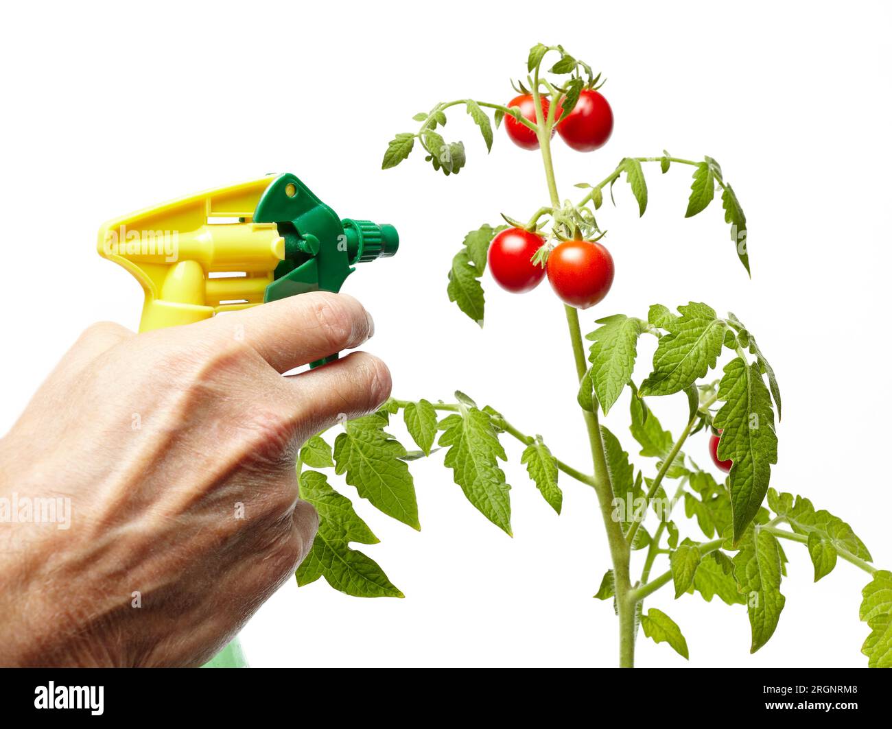 Les mains des hommes tiennent la bouteille de pulvérisation et arroser la plante de tomate, isolée sur fond blanc. Homme jardinage dans la serre à la maison Banque D'Images