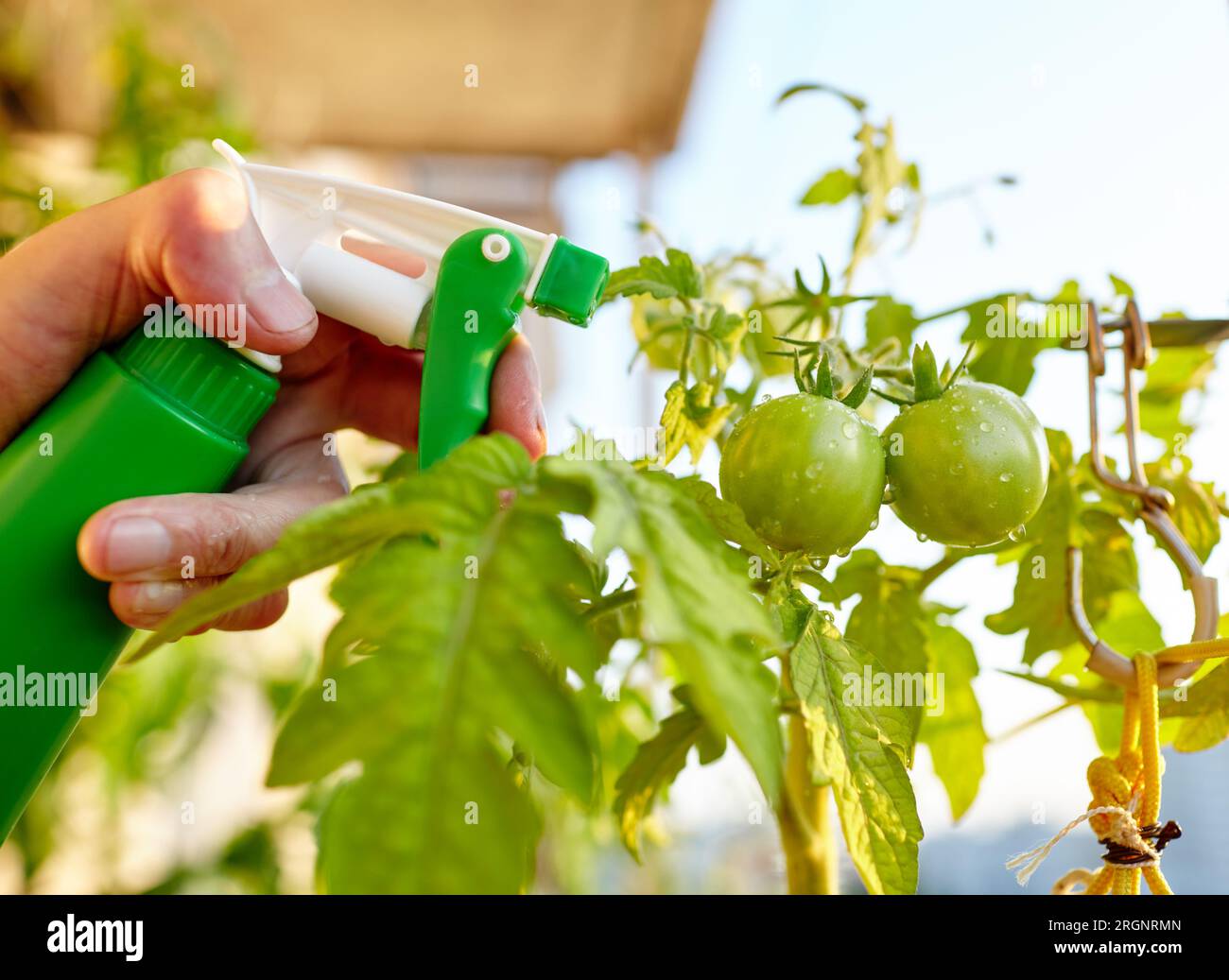 La tomate pousse dans une serre. Les mains des hommes tiennent le flacon pulvérisateur et arroser la plante de tomate Banque D'Images