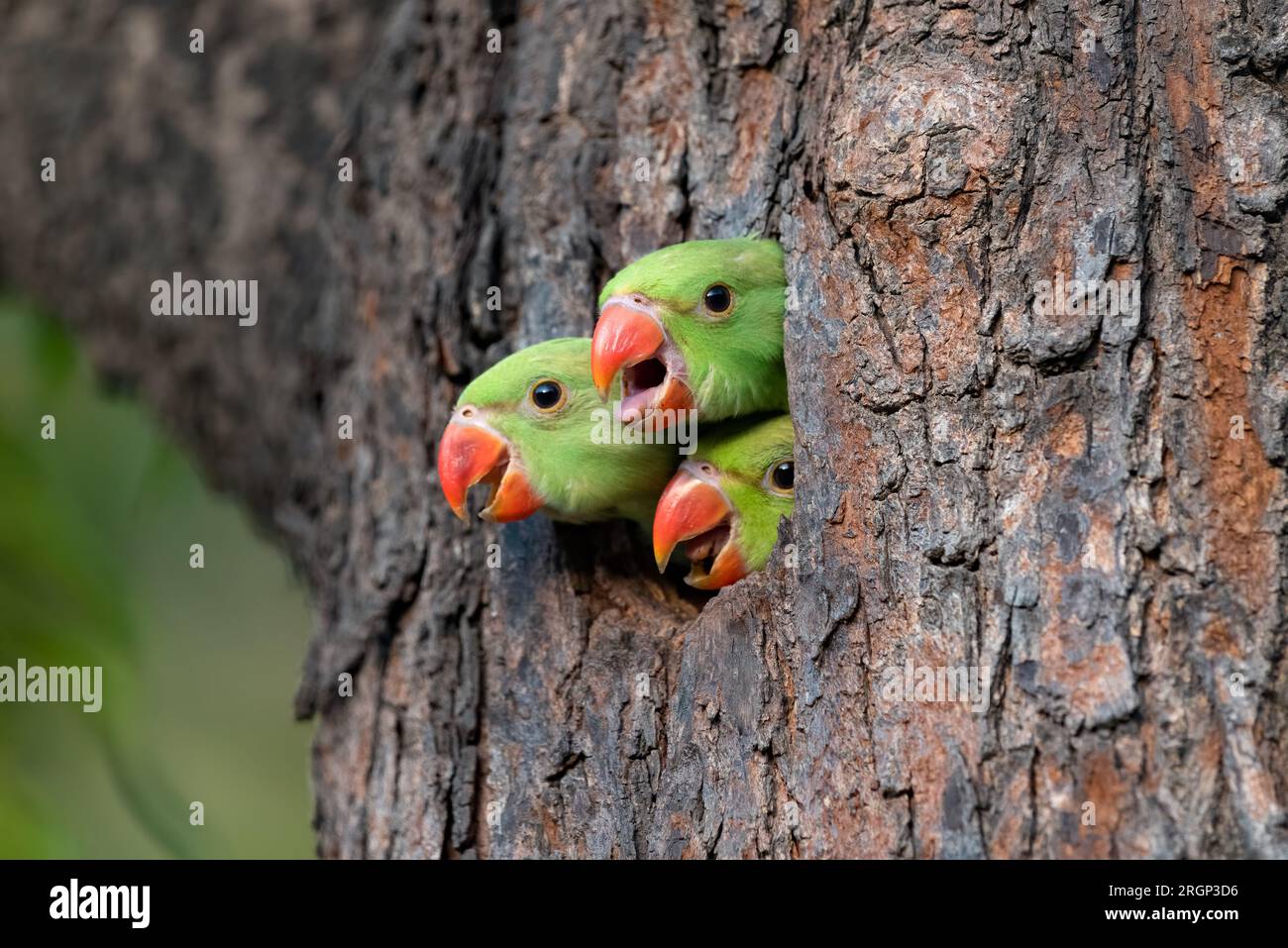 Trois adorables poussins perroquets qui regardent hors de leur maison attendant leur père. Chandigarh, Inde : ADORABLES images de trois poussins perroquets attendant leur da Banque D'Images