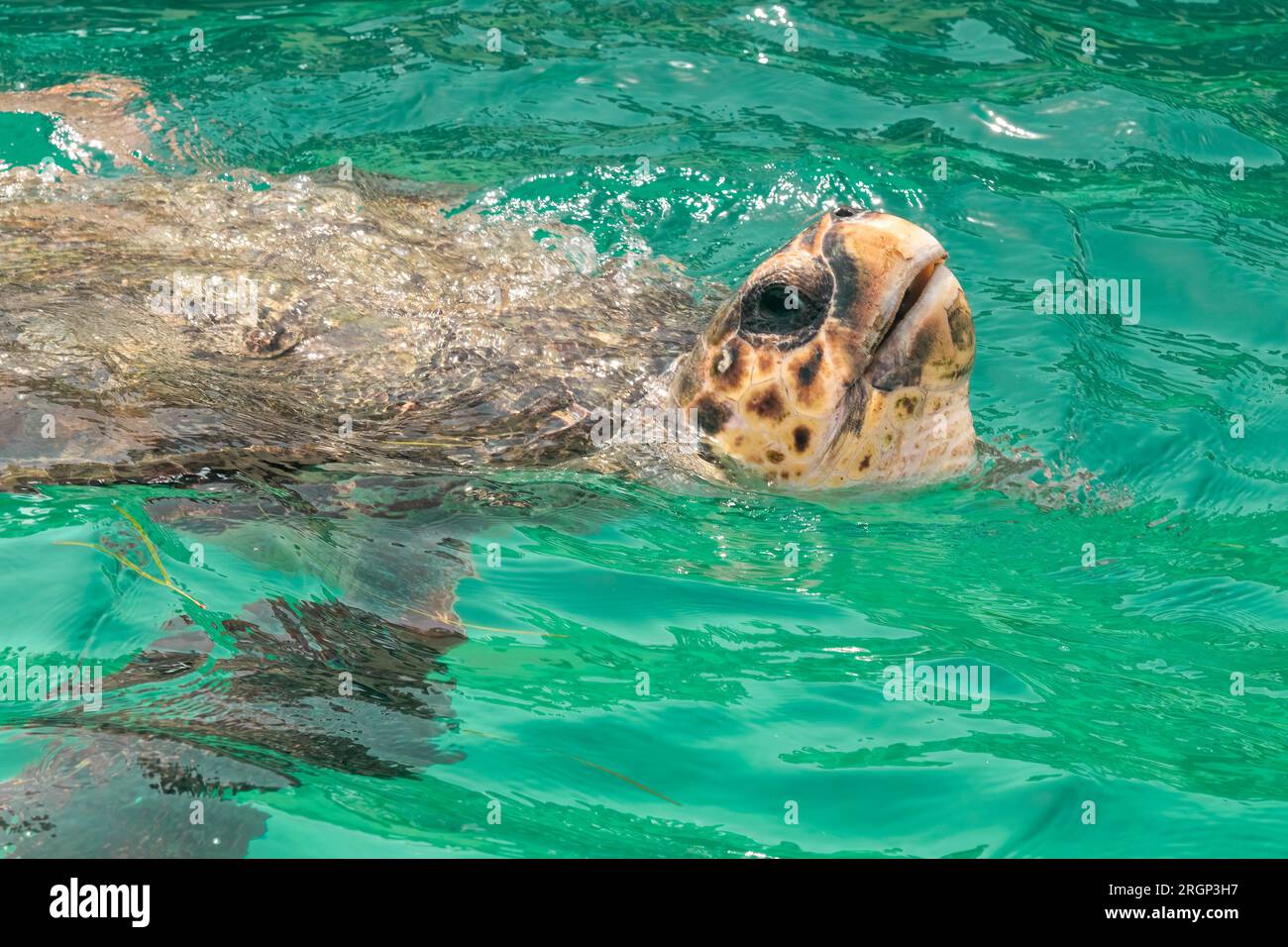 Tortue Caretta caretta sur l'île de Zakynthos en Grèce sortir de l'eau pour respirer. Banque D'Images