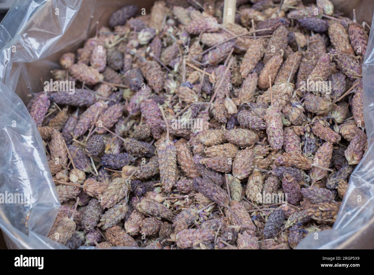 Plantes à base de plantes sèches le marché Banque D'Images