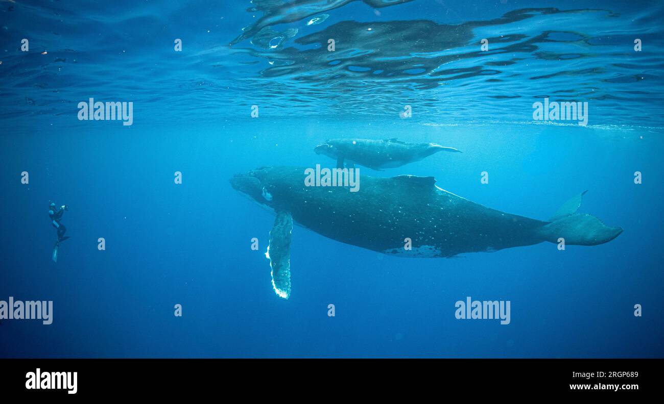 Photographe prend des photos de baleines dans l'océan près de Moorea Banque D'Images