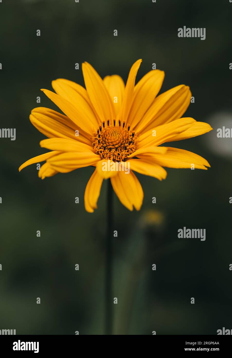 Gros plan de faux tournesol jaune oeil de boeuf fleurissant le jour de l'été. Banque D'Images