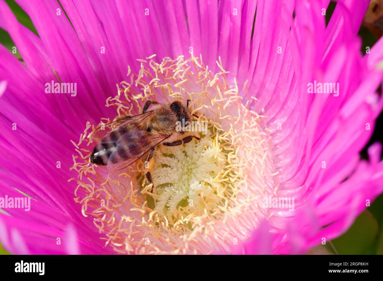 Honigbiene, Honig-Biene, Europäische Honigbiene, Westliche Honigbiene, Biene, Bienen, Apis mellifera, Apis mellifica, Blütenbesuch auf Mittagsblume, N Banque D'Images