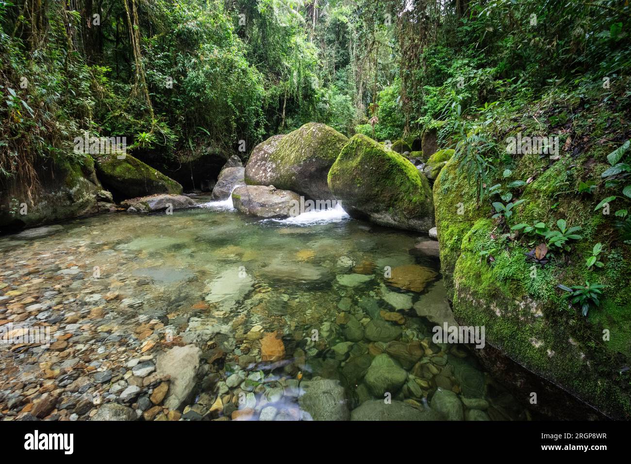 Belle vue sur la piscine d'eau cristalline de la forêt tropicale verte Banque D'Images