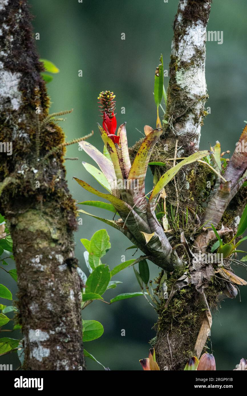 Belle vue sur la plante tropicale bromeliad avec fleur rouge Banque D'Images