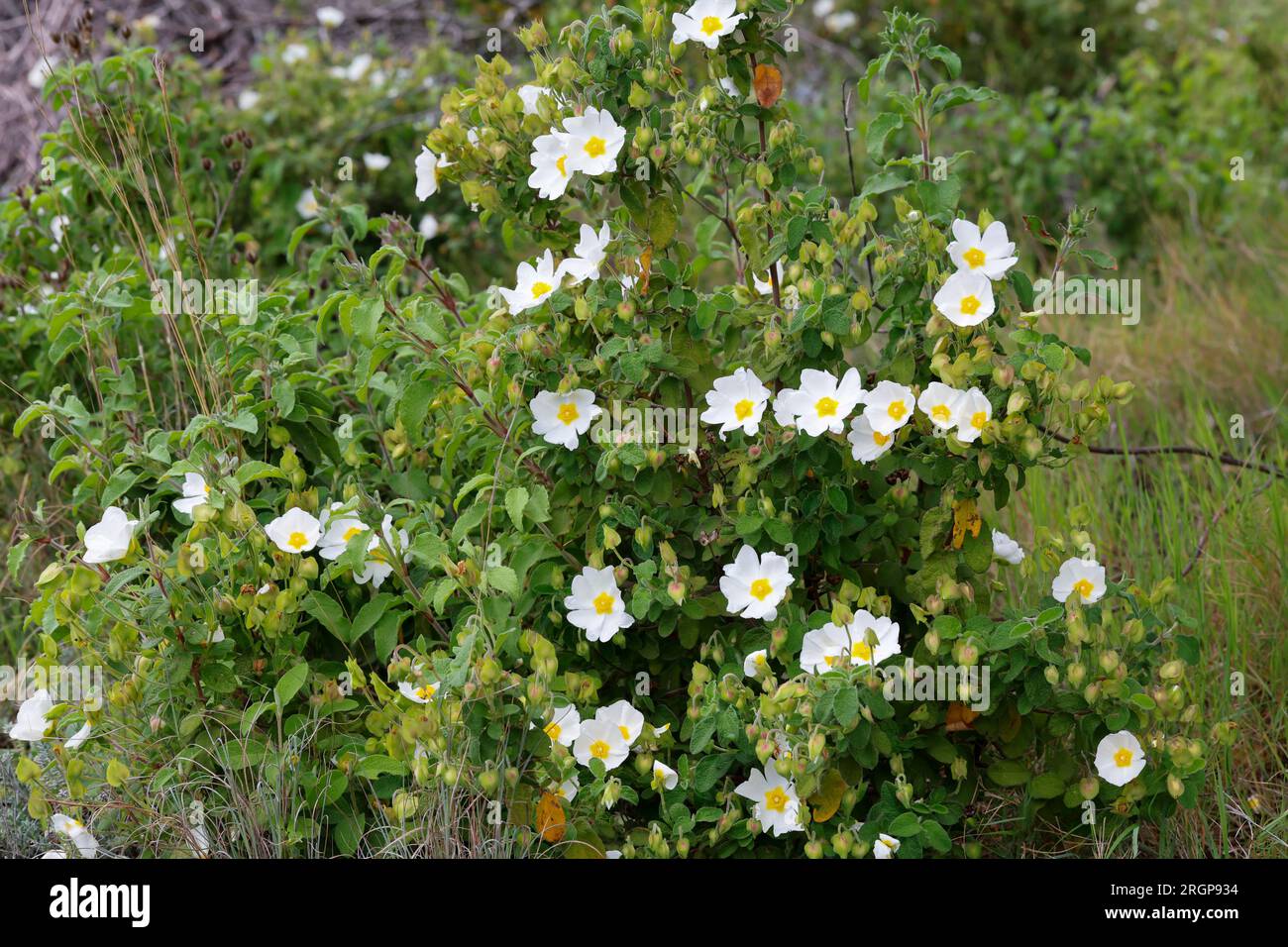 Salbeiblättrige Zistrose Salbeiblättrige Cistrose Cistrose,,, Zistrose, Cistus salviifolius, sage-leaved rock-rose, salvia ciste, Gallipoli rose, roc Banque D'Images