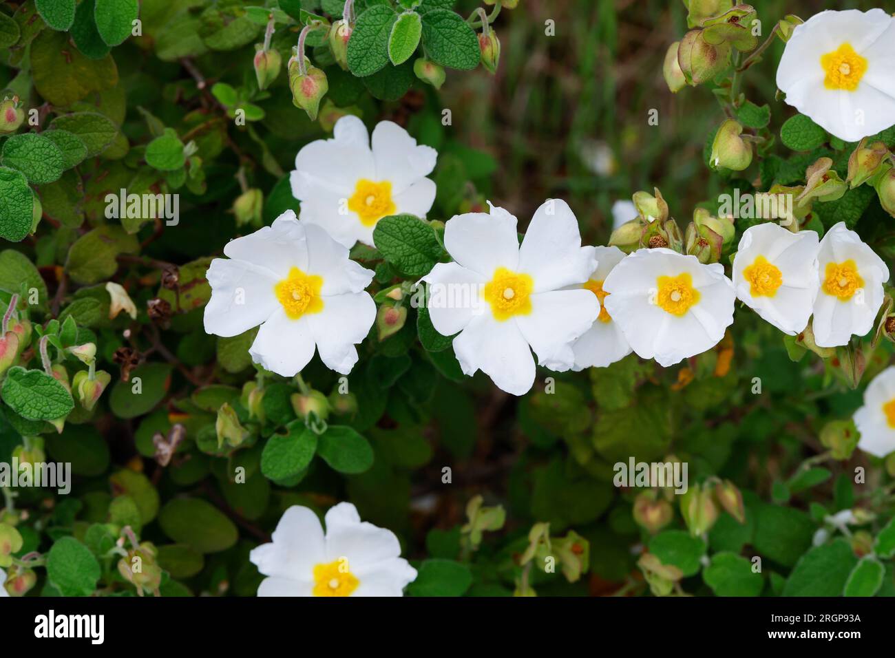 Salbeiblättrige Zistrose Salbeiblättrige Cistrose Cistrose,,, Zistrose, Cistus salviifolius, sage-leaved rock-rose, salvia ciste, Gallipoli rose, roc Banque D'Images