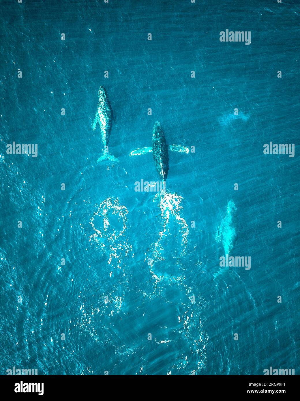 Les baleines nagent dans l'océan Pacifique près de la Basse-Californie Banque D'Images