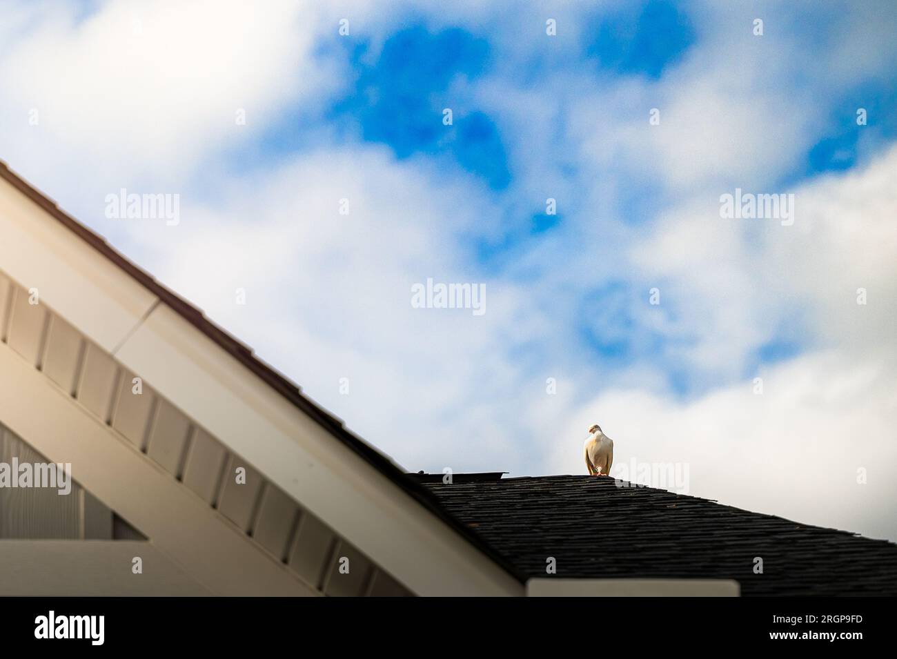 Une colombe albinos blanche assise sur un toit Banque D'Images
