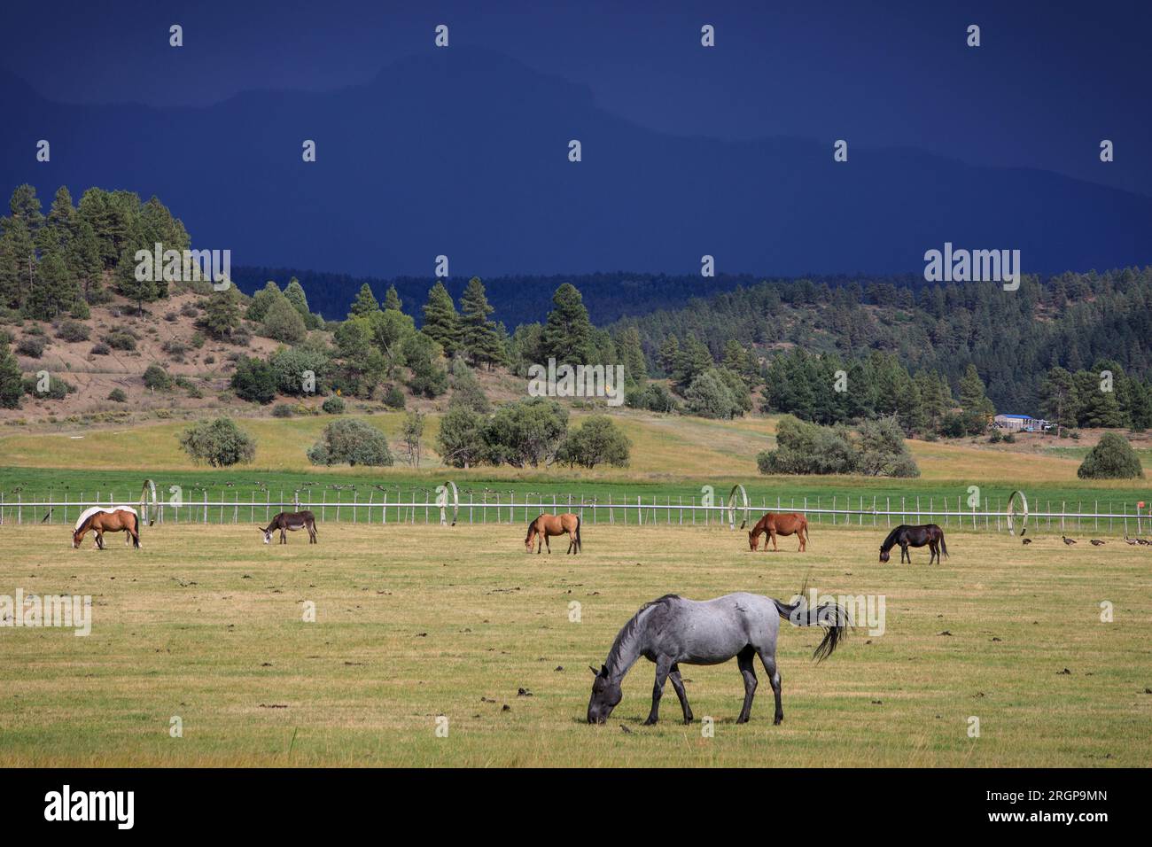 Les chevaux paissent pendant une tempête dans la montagne San Juan du Colorado. Banque D'Images