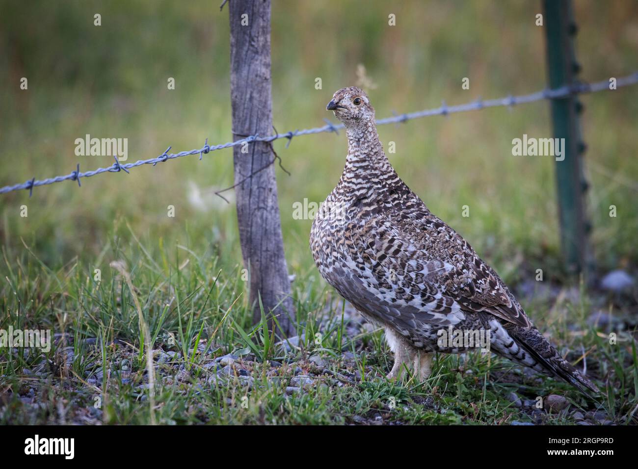 Un ptarmigan sauvage dans la chaîne de montagnes San Juan, dans le sud du Colorado. Banque D'Images