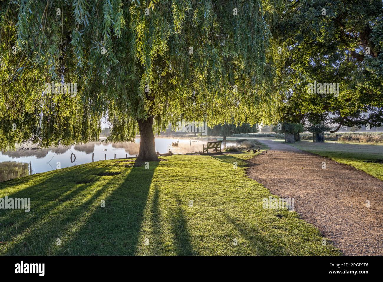 Lumière du matin très lumineuse sur les étangs Bushy Park dans le Surrey Royaume-Uni Banque D'Images