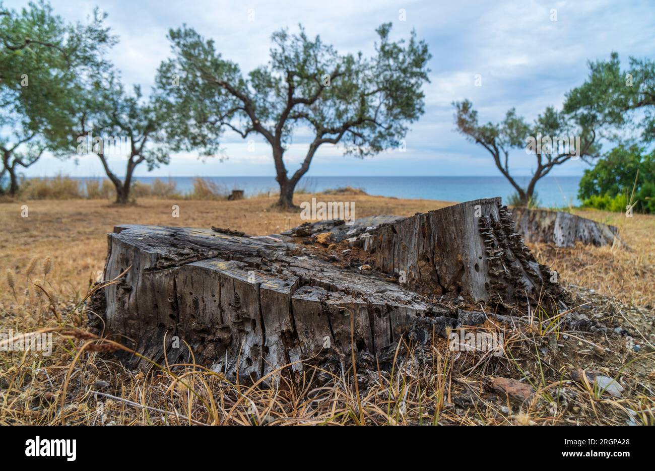 Vieille souche d'arbre avec des trous dans l'herbe. Gros plan. Banque D'Images