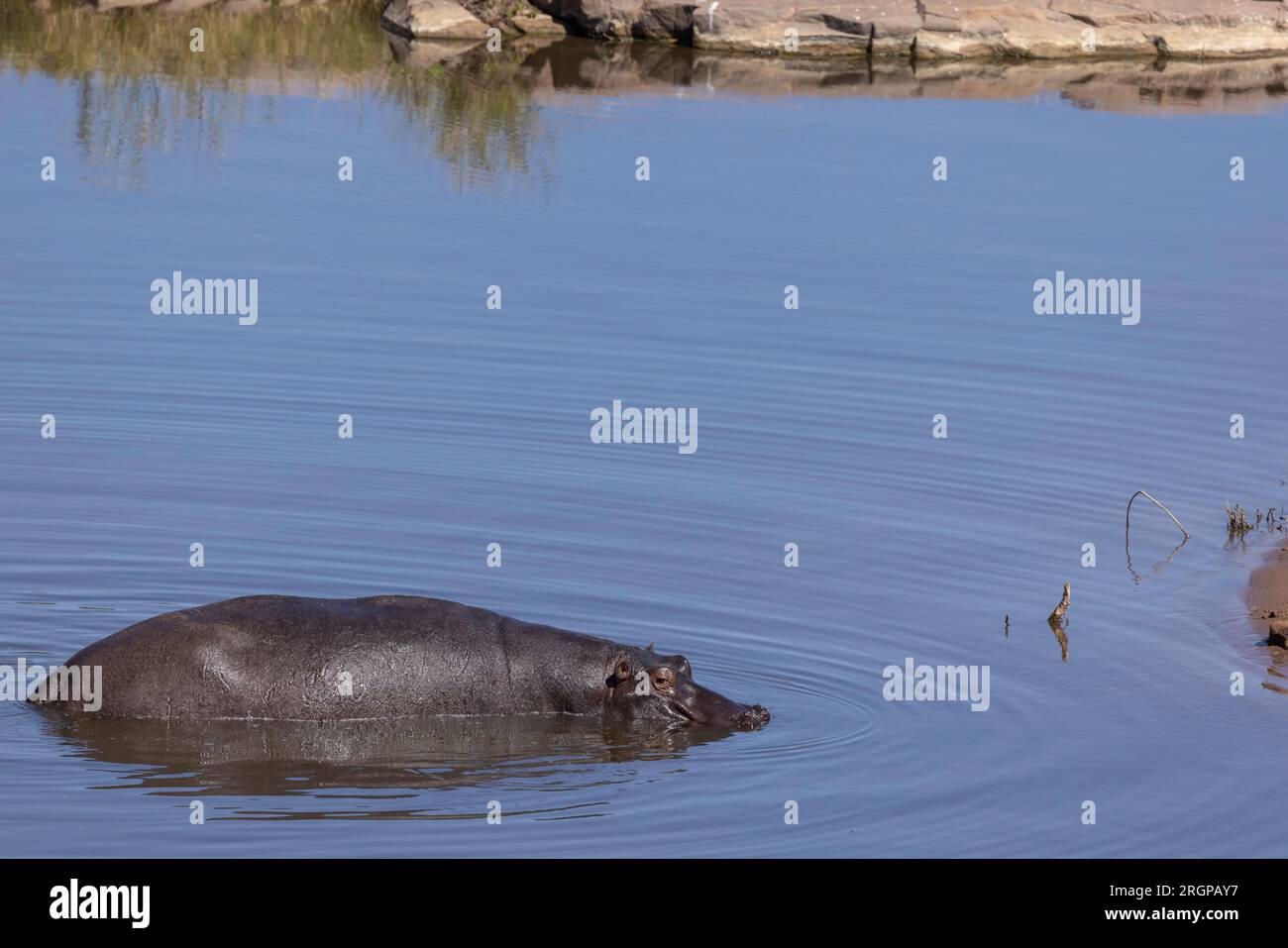 Un hippopotame adulte paresse dans une rivière du parc national Kruger, en Afrique du Sud Banque D'Images