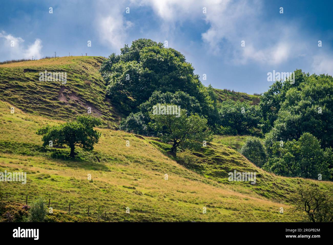 Arbre et herbe couverts de colline avec ciel bleu et nuages moelleux. Banque D'Images