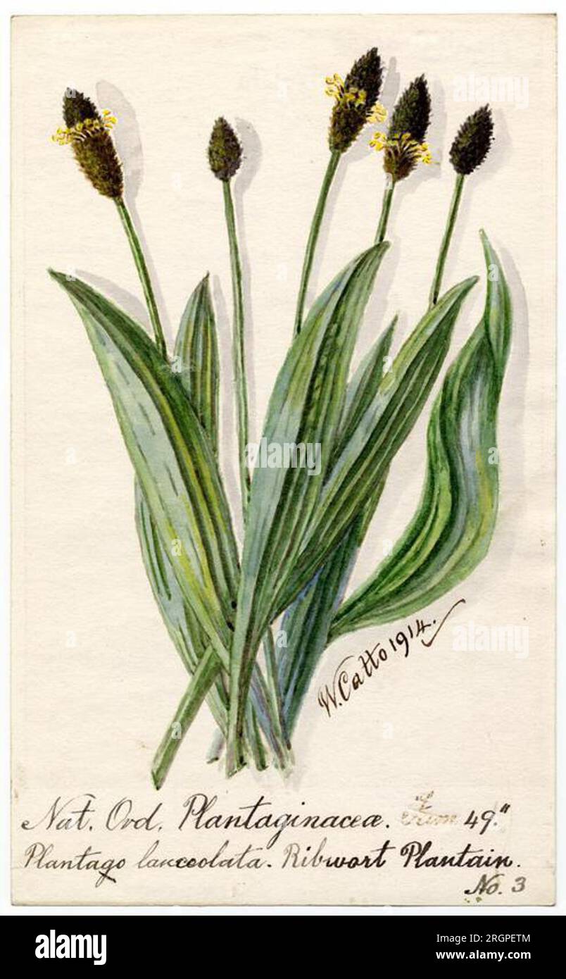 Ribwort plantain - William Catto 1914 par William Catto Banque D'Images