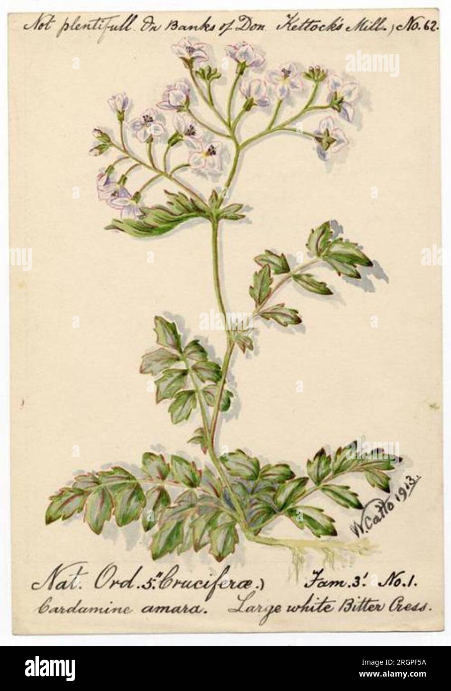 Grand cresson amer blanc (Cardamine amara) - William Catto 1913 par William Catto Banque D'Images