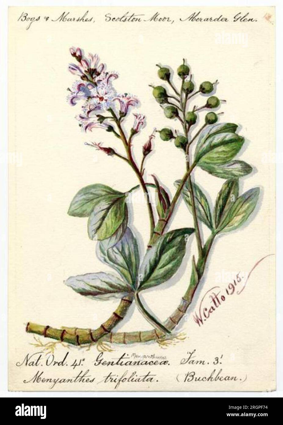 Buckbean (Menyanthes trifoliata) - William Catto 1915 par William Catto Banque D'Images