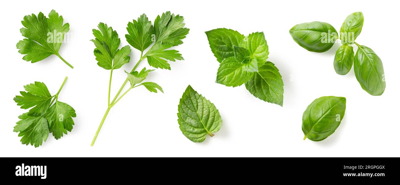 Herbes fraîches méditerranéennes : persil, menthe et feuilles de basilic et brindilles isolées sur un fond blanc, aliments à base de plantes, jardin, ferme ou éléments de cuisine Banque D'Images