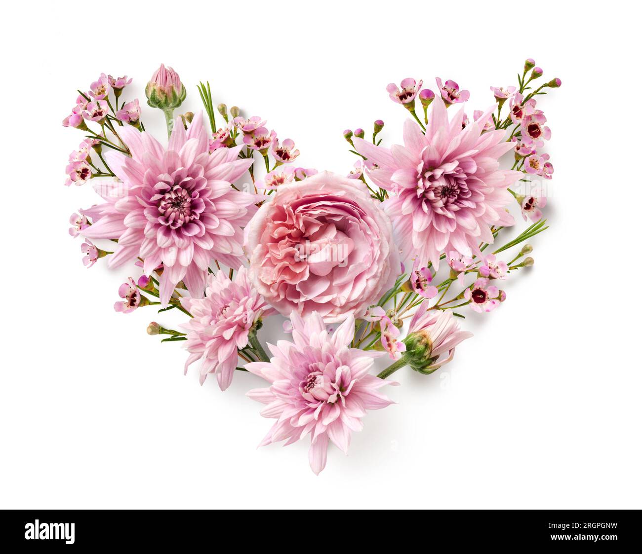 Coeur floral fait d'une rose anglaise remplie, fleurs de chrysanthème rose, bourgeons et fleurs de cire isolés sur un fond blanc, élément de conception d'amour Banque D'Images