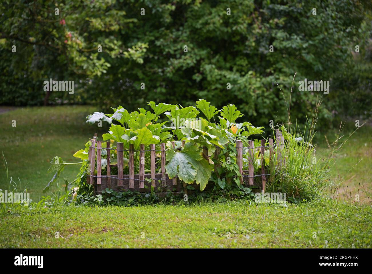Lit de légumes surélevé, bordé d'une clôture en bois dans la pelouse dans un jardin de campagne, dans lequel poussent des plantes de courgettes avec des fleurs oranges et une grande le verte Banque D'Images