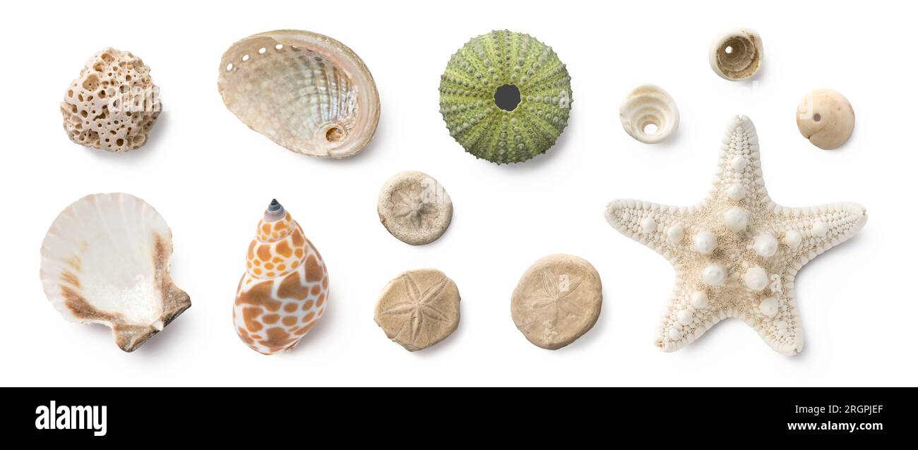 plage trouve : petits coquillages, corail fossile et dollars de sable, coquillages puka, un oursin et une étoile de mer blanche, océan, été et élément de design de vacances Banque D'Images