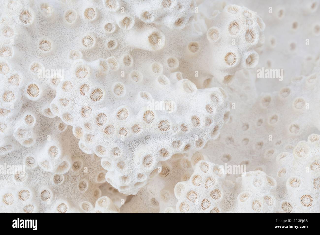 gros plan / macro d'une belle texture de corail de mer blanc, fond pour une bannière ou en-tête à thème océan / mer ou été Banque D'Images