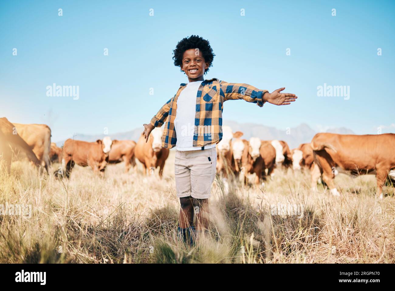 Ferme, vaches et portrait d'enfant à bras ouverts pour l'écologie, l'aventure ou l'agriculture dans les champs. Campagne, agriculture durable et enfant africain heureux Banque D'Images