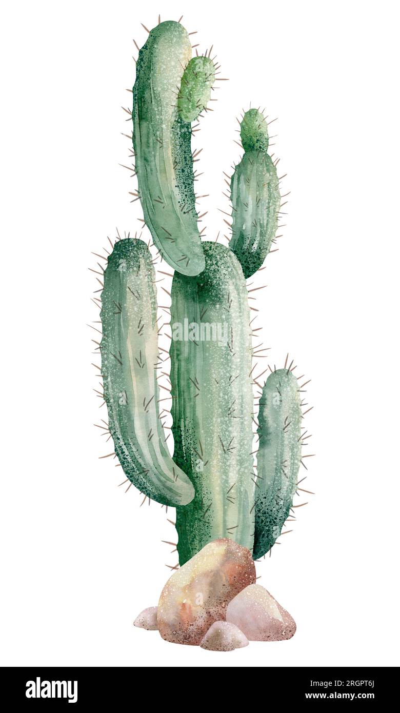 Illustration à l'aquarelle d'un cactus isolé sur fond blanc. Illustration peinte à la main Banque D'Images