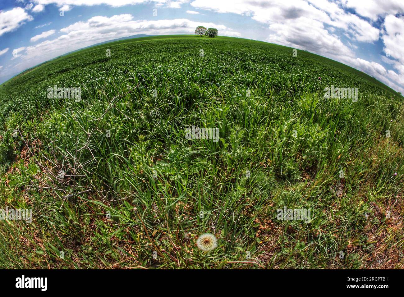 Photo, prise avec un objectif fisheye. Une touche d'humour dans cette image, ayant un arbre centré en arrière-plan, ainsi qu'une fleur de pissenlit centrée Banque D'Images