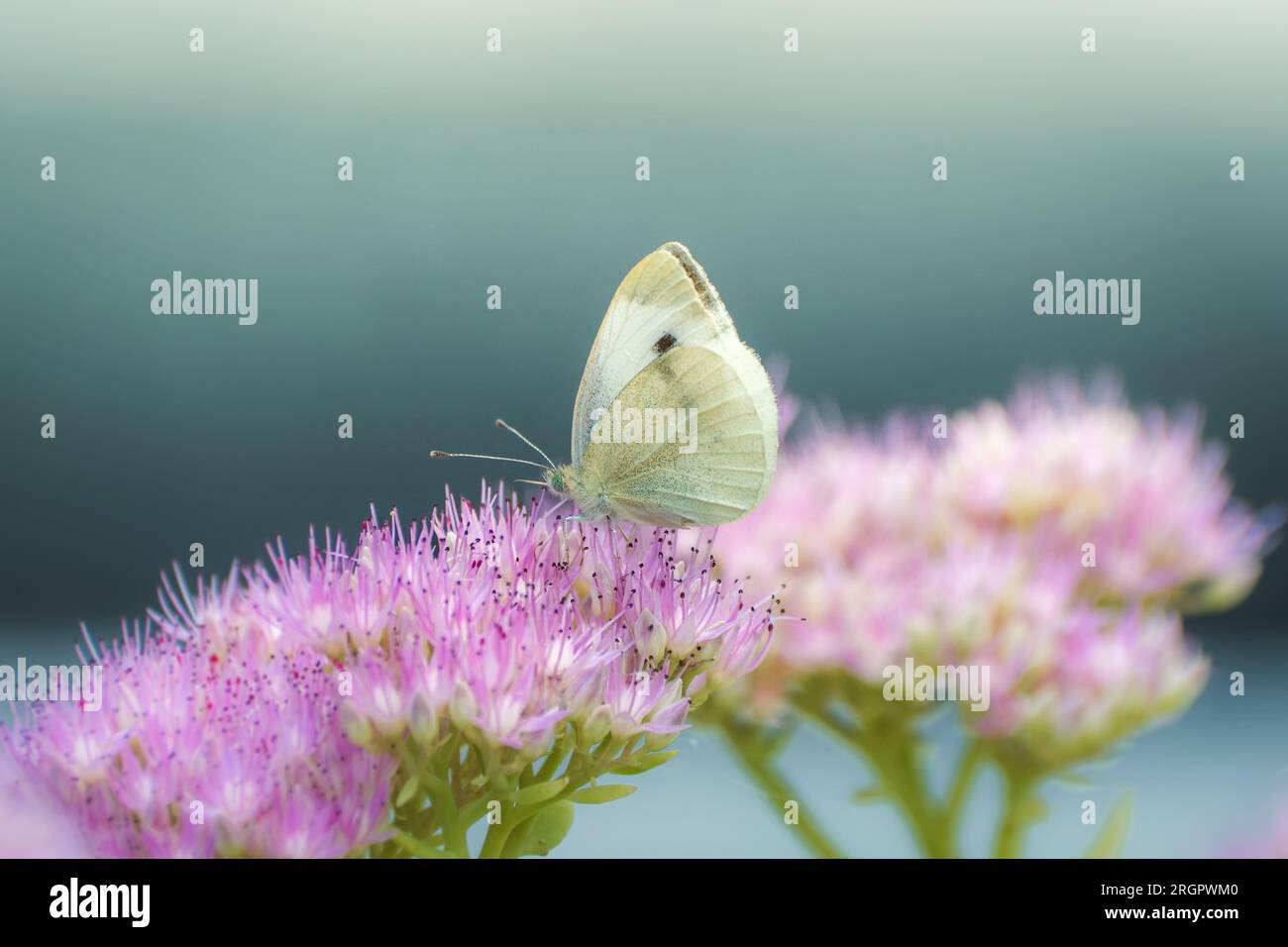 Chou papillon blanc recueillant le pollen sur une fleur rose Banque D'Images